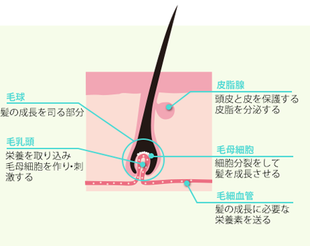 毛根の構造